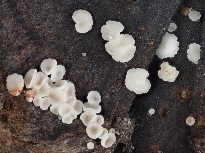 Calycina conorum Calycina conorum